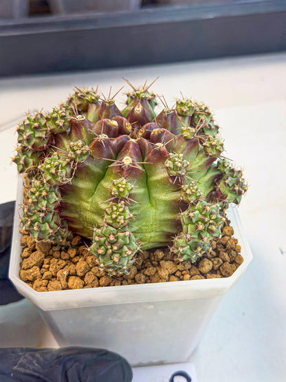 Gymnocalycium Sweet Green (#9) | Variegated cactus