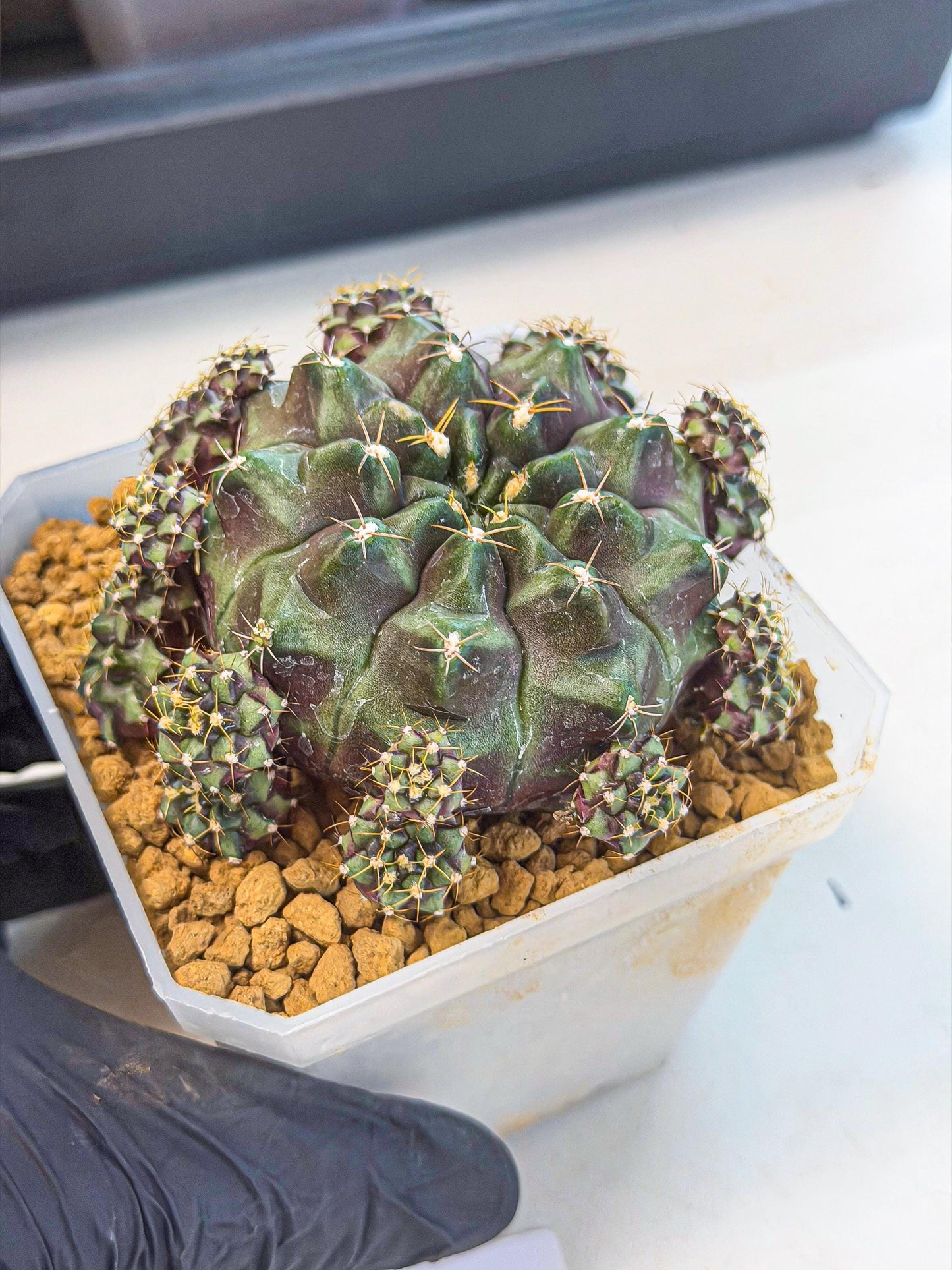 Gymnocalycium Mochi (#1) | Variegated cactus