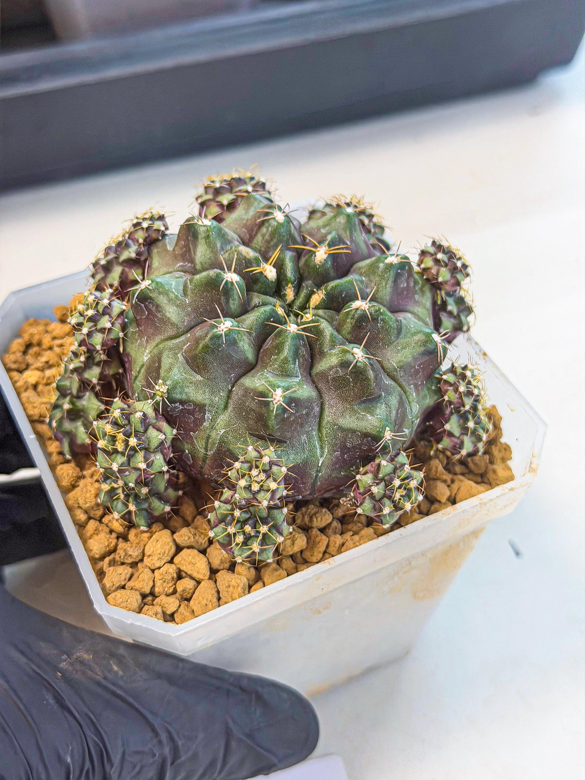 Gymnocalycium Mochi (#1) | Variegated cactus