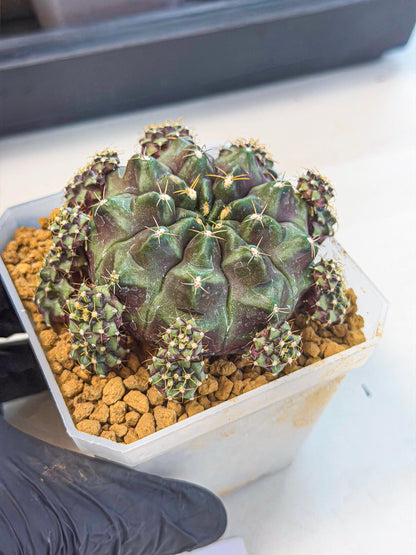 Gymnocalycium Mochi (#1) | Variegated cactus
