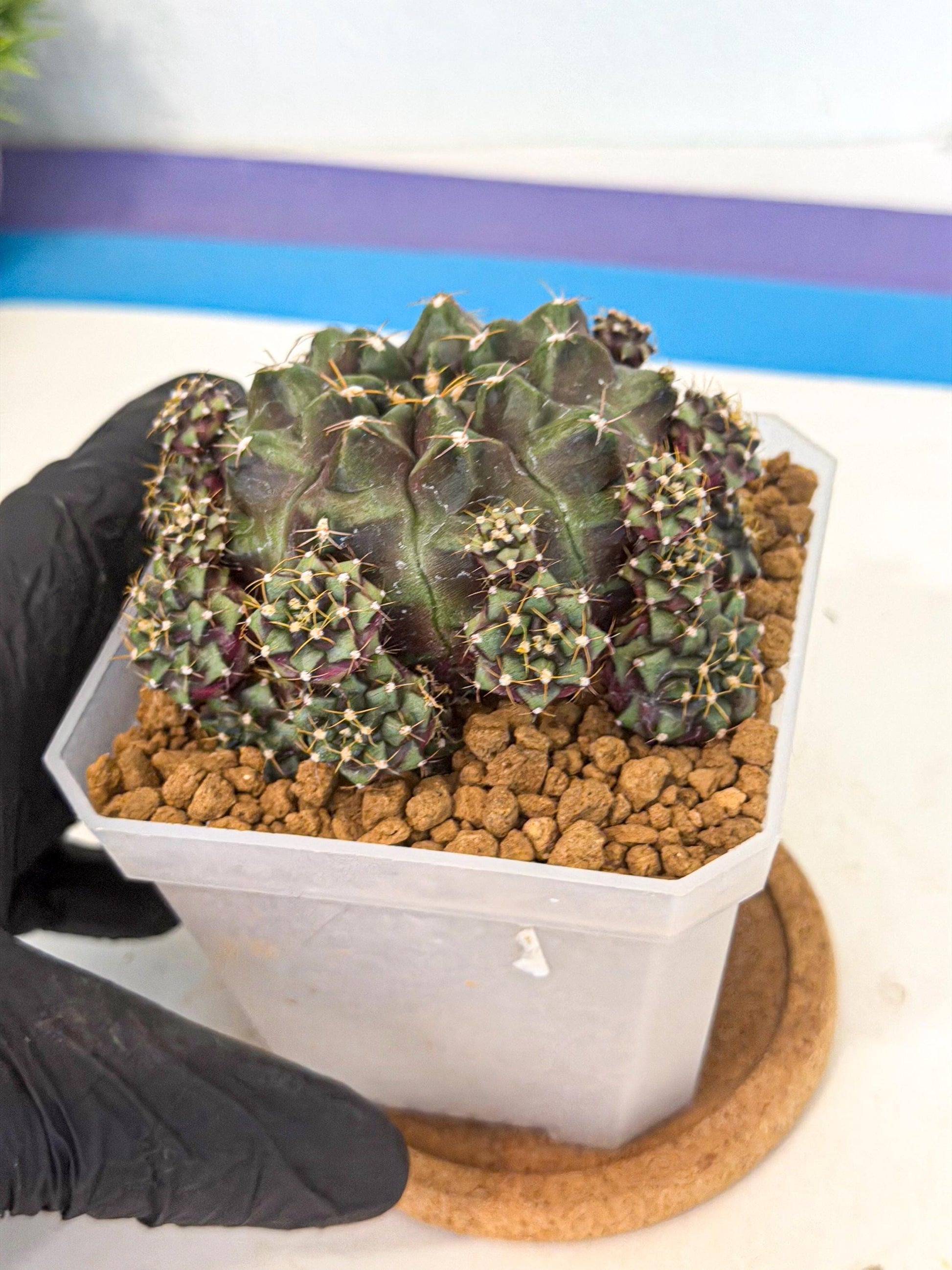 Gymnocalycium Mochi (#1) | Variegated cactus