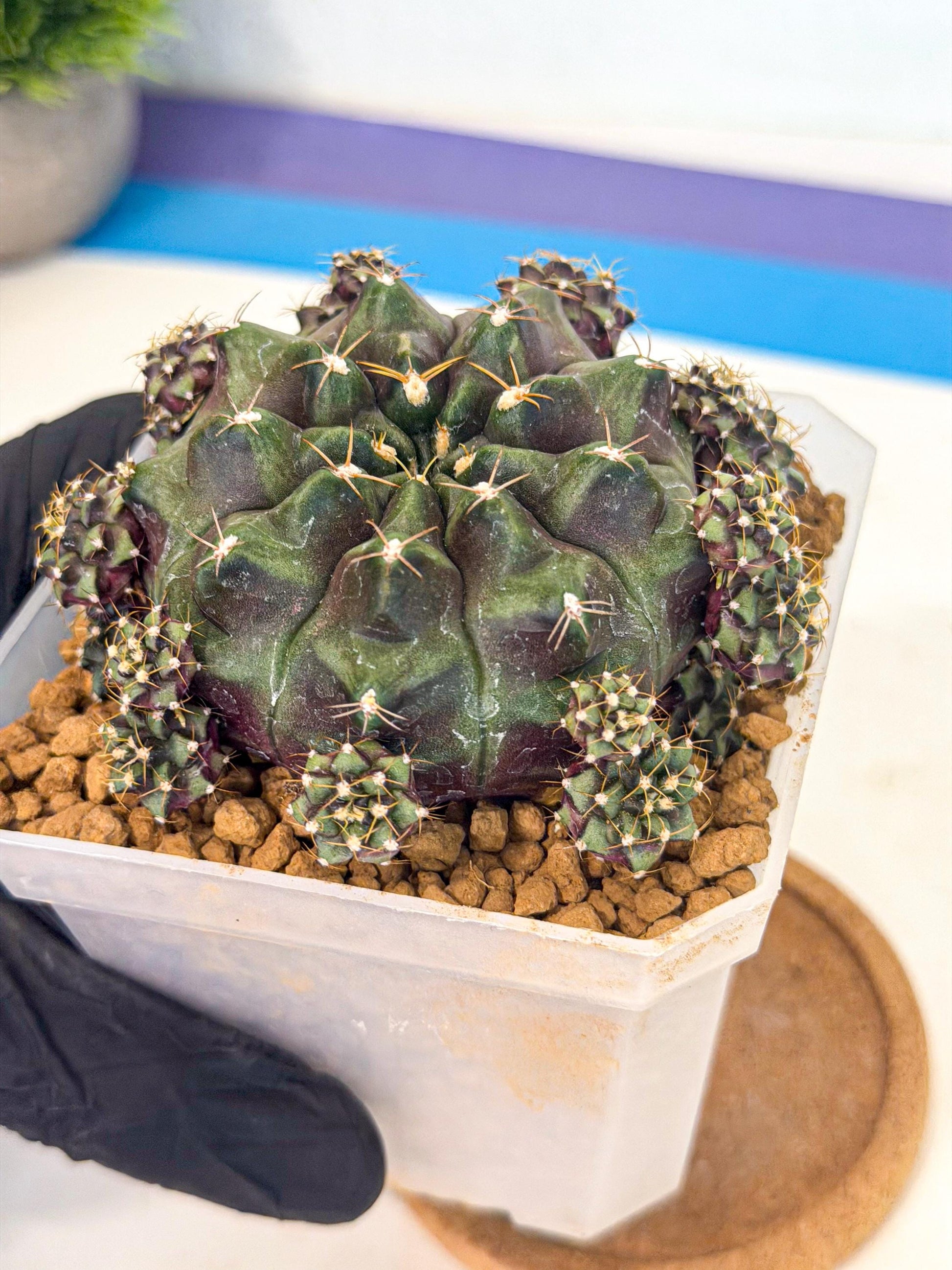 Gymnocalycium Mochi (#1) | Variegated cactus