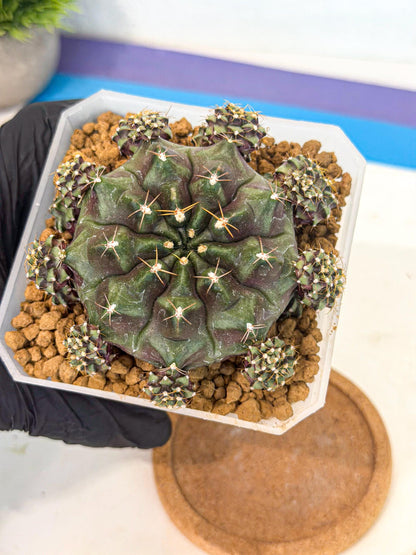 Gymnocalycium Mochi (#1) | Variegated cactus