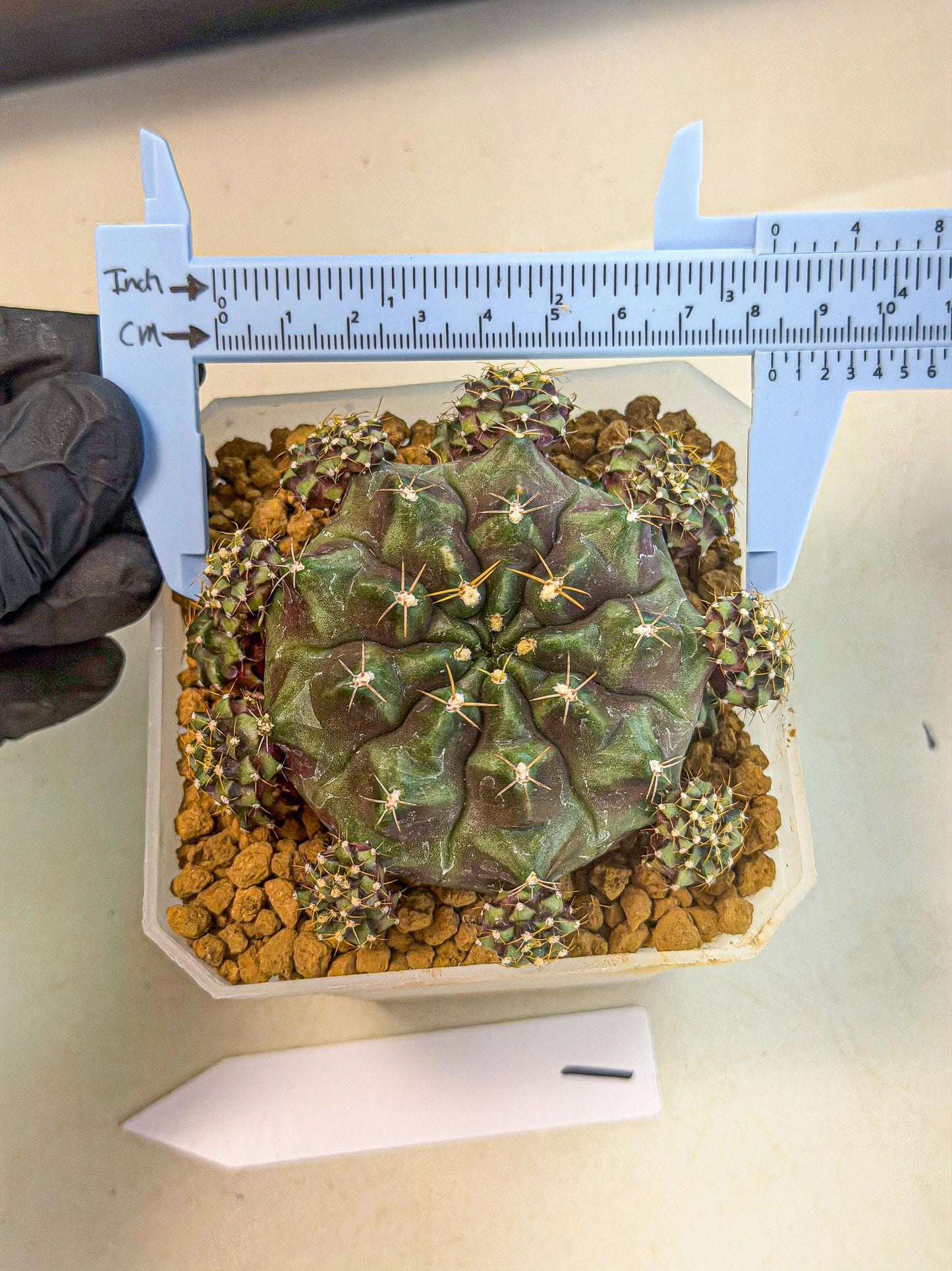 Gymnocalycium Mochi (#1) | Variegated cactus