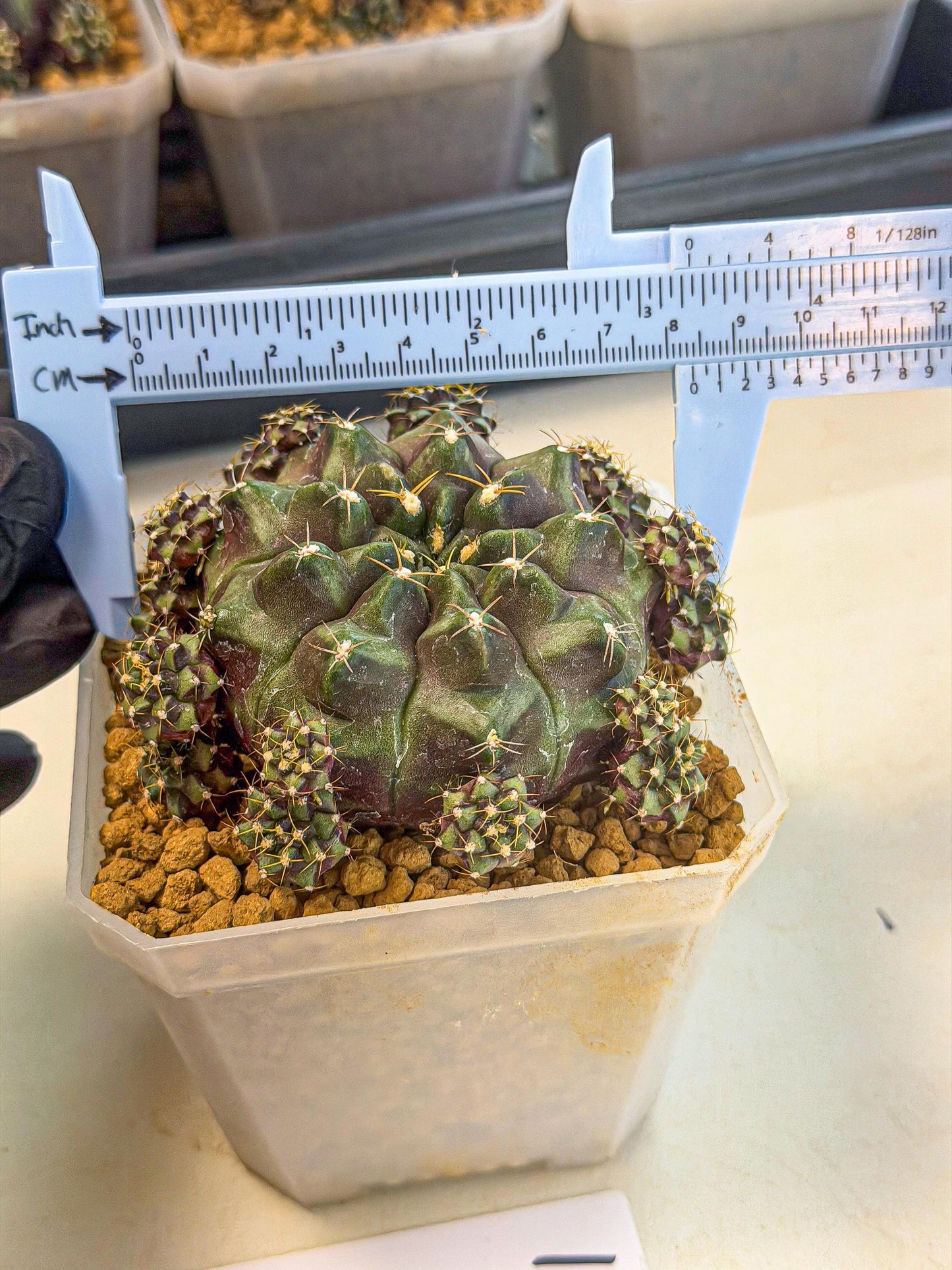 Gymnocalycium Mochi (#1) | Variegated cactus