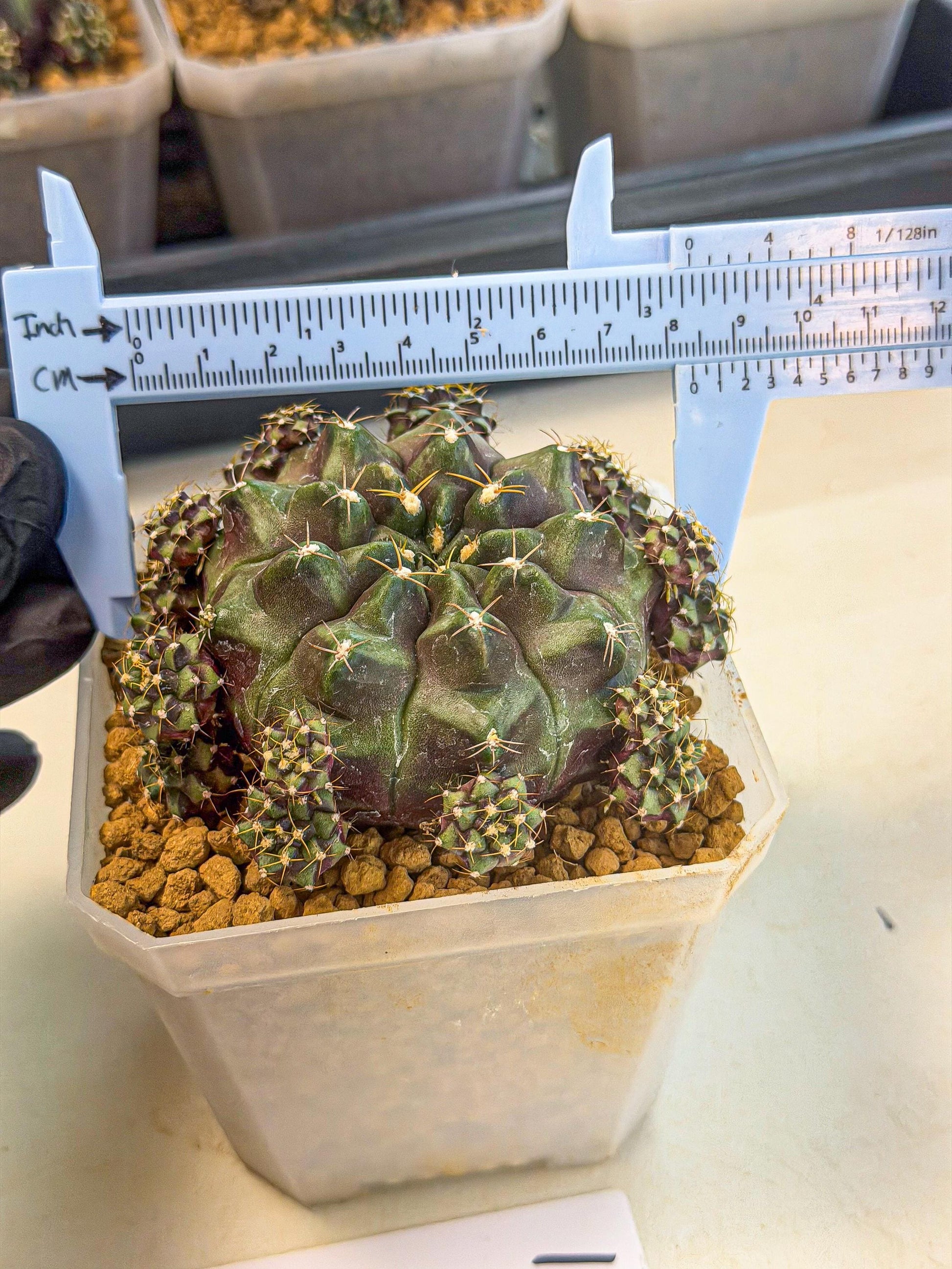 Gymnocalycium Mochi (#1) | Variegated cactus