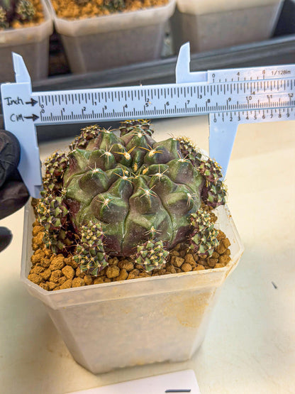 Gymnocalycium Mochi (#1) | Variegated cactus