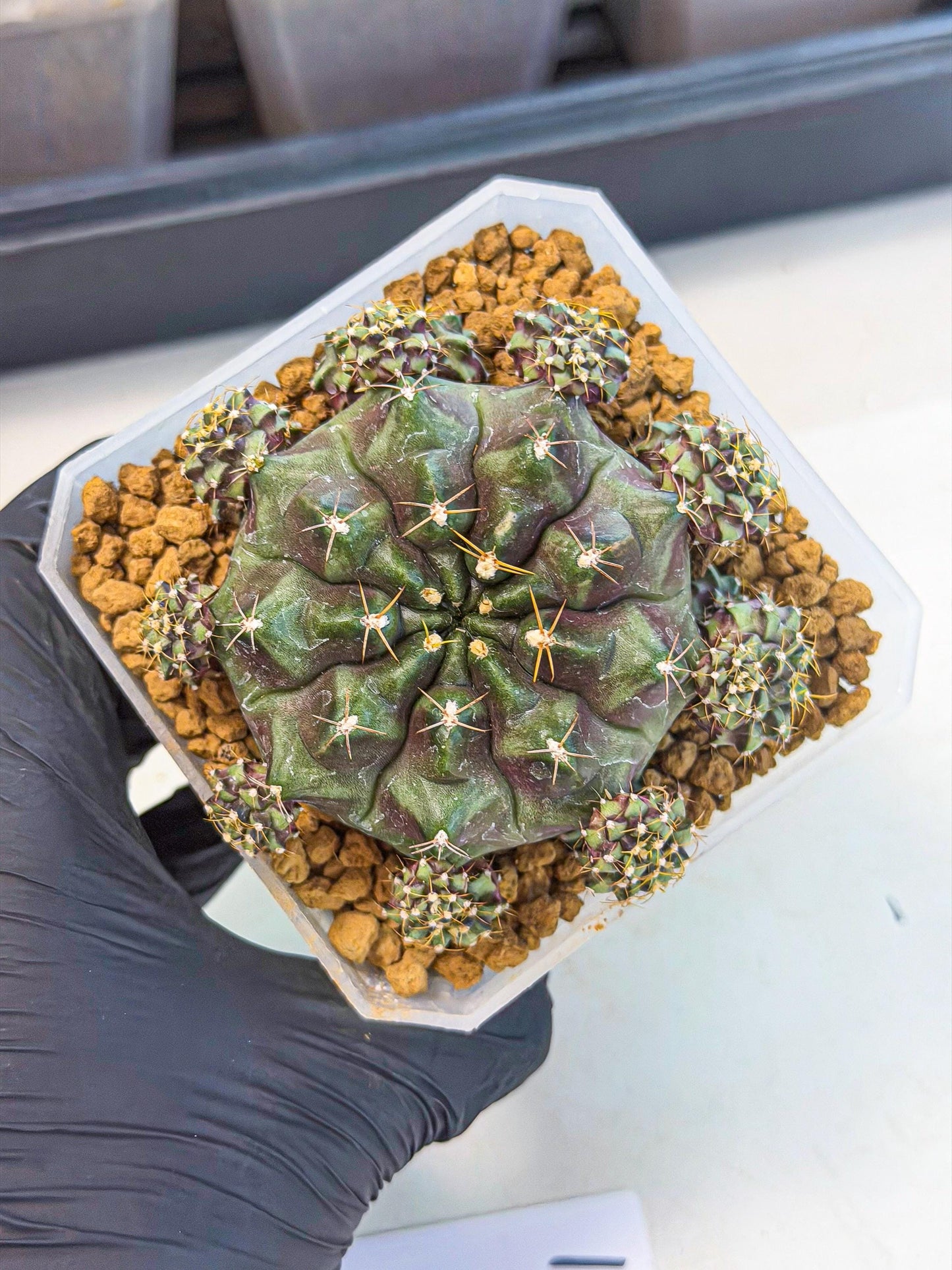 Gymnocalycium Mochi (#1) | Variegated cactus
