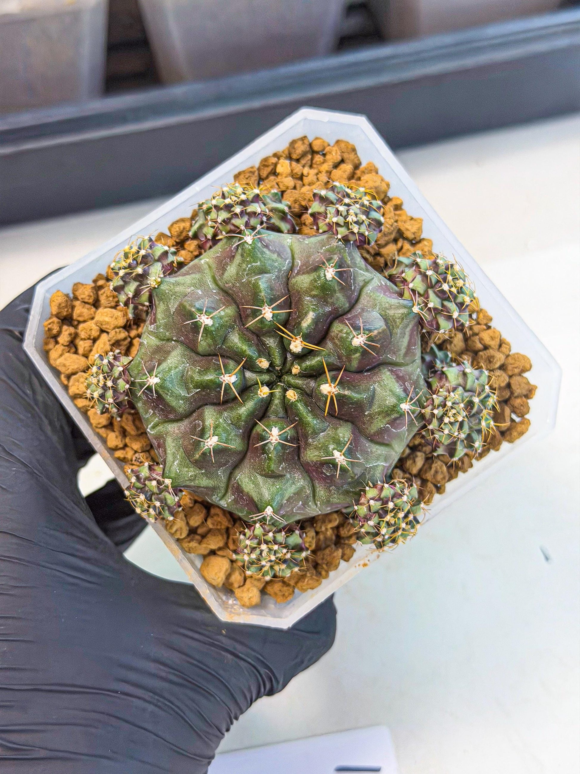 Gymnocalycium Mochi (#1) | Variegated cactus