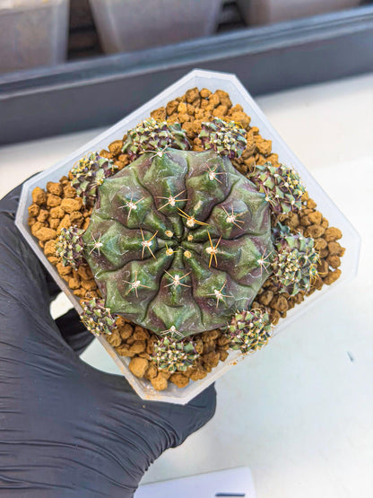 Gymnocalycium Mochi (#1) | Variegated cactus