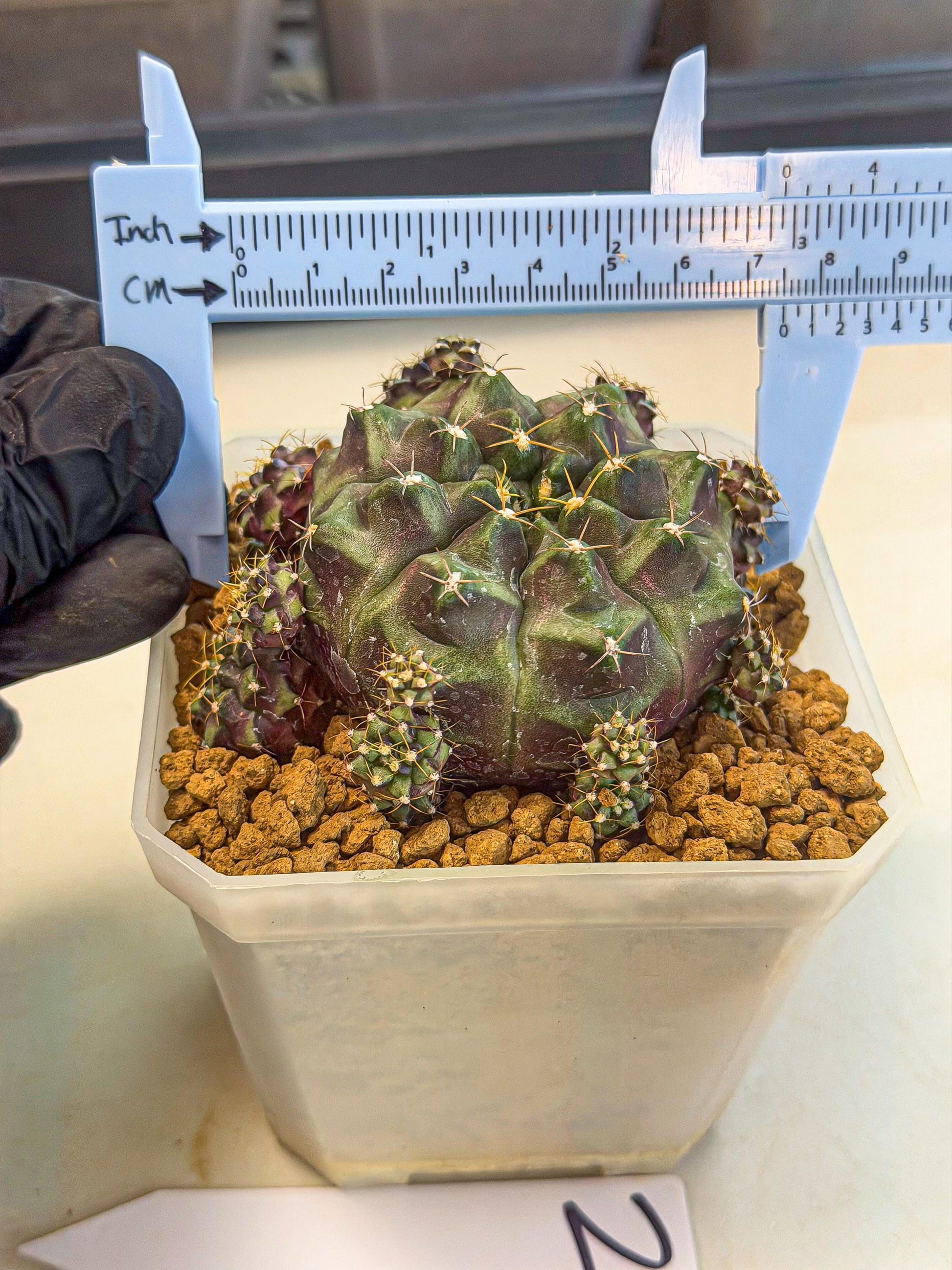 Gymnocalycium Mochi (#2) | Variegated cactus