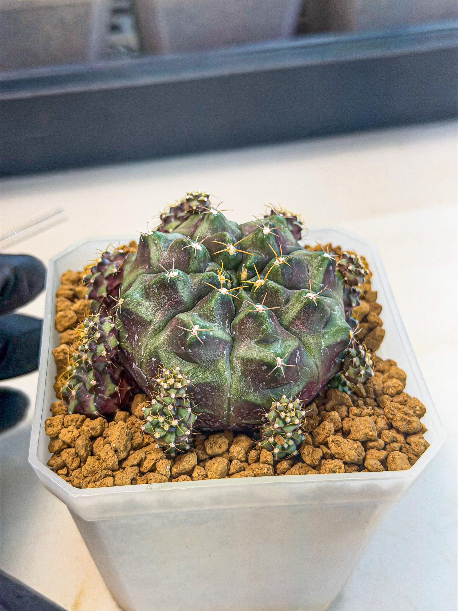 Gymnocalycium Mochi (#2) | Variegated cactus