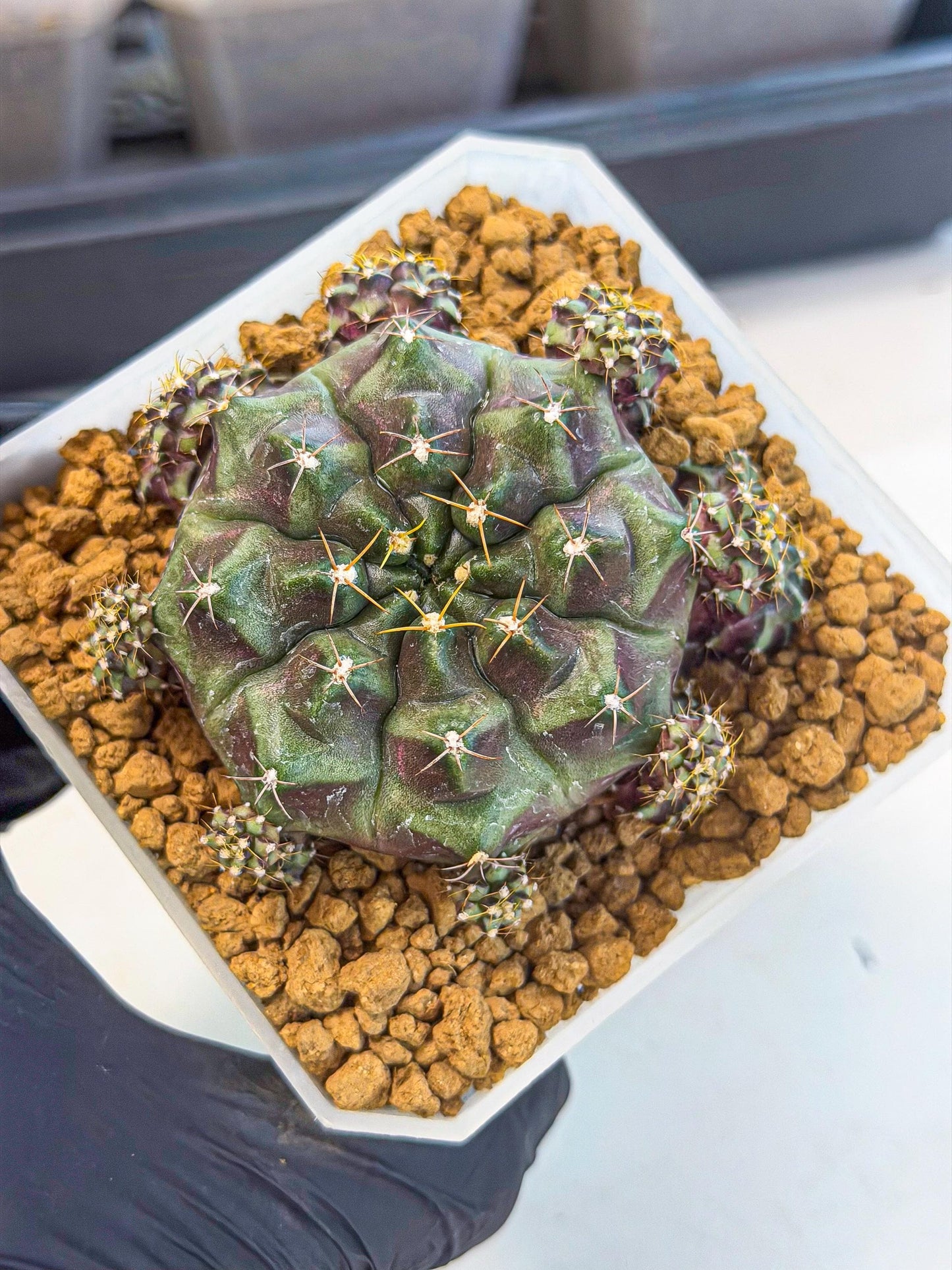 Gymnocalycium Mochi (#2) | Variegated cactus
