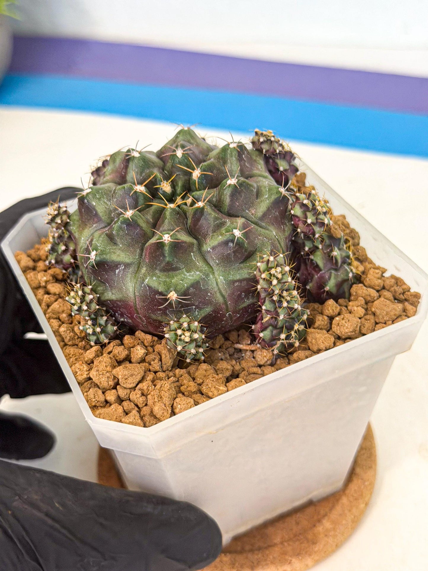Gymnocalycium Mochi (#2) | Variegated cactus