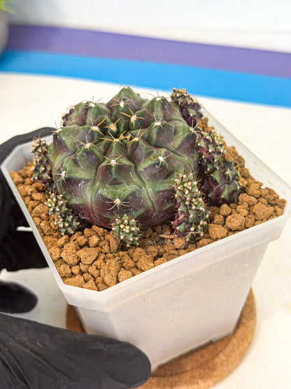 Gymnocalycium Mochi (#2) | Variegated cactus