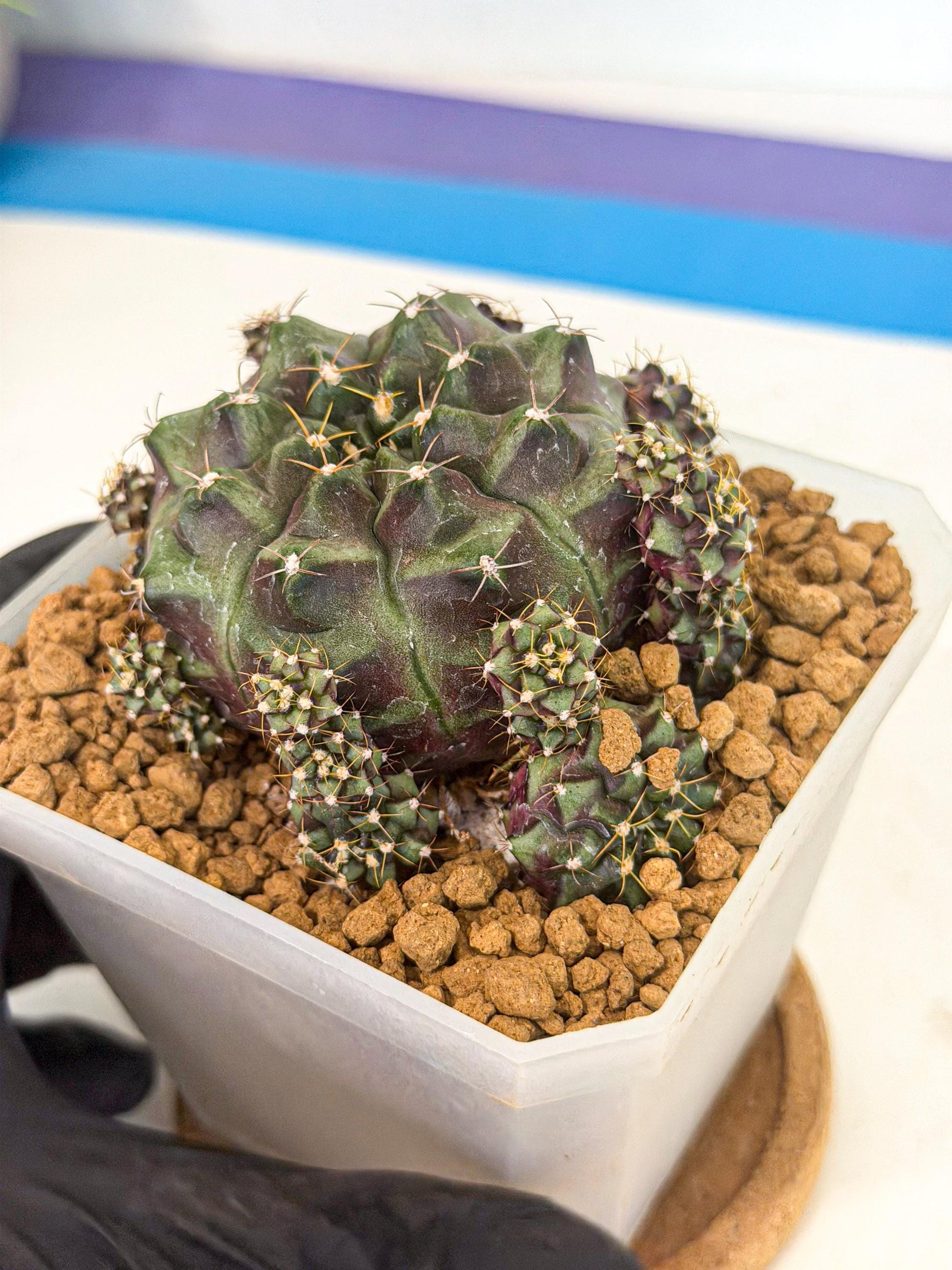 Gymnocalycium Mochi (#2) | Variegated cactus