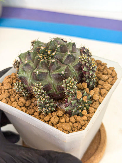 Gymnocalycium Mochi (#2) | Variegated cactus