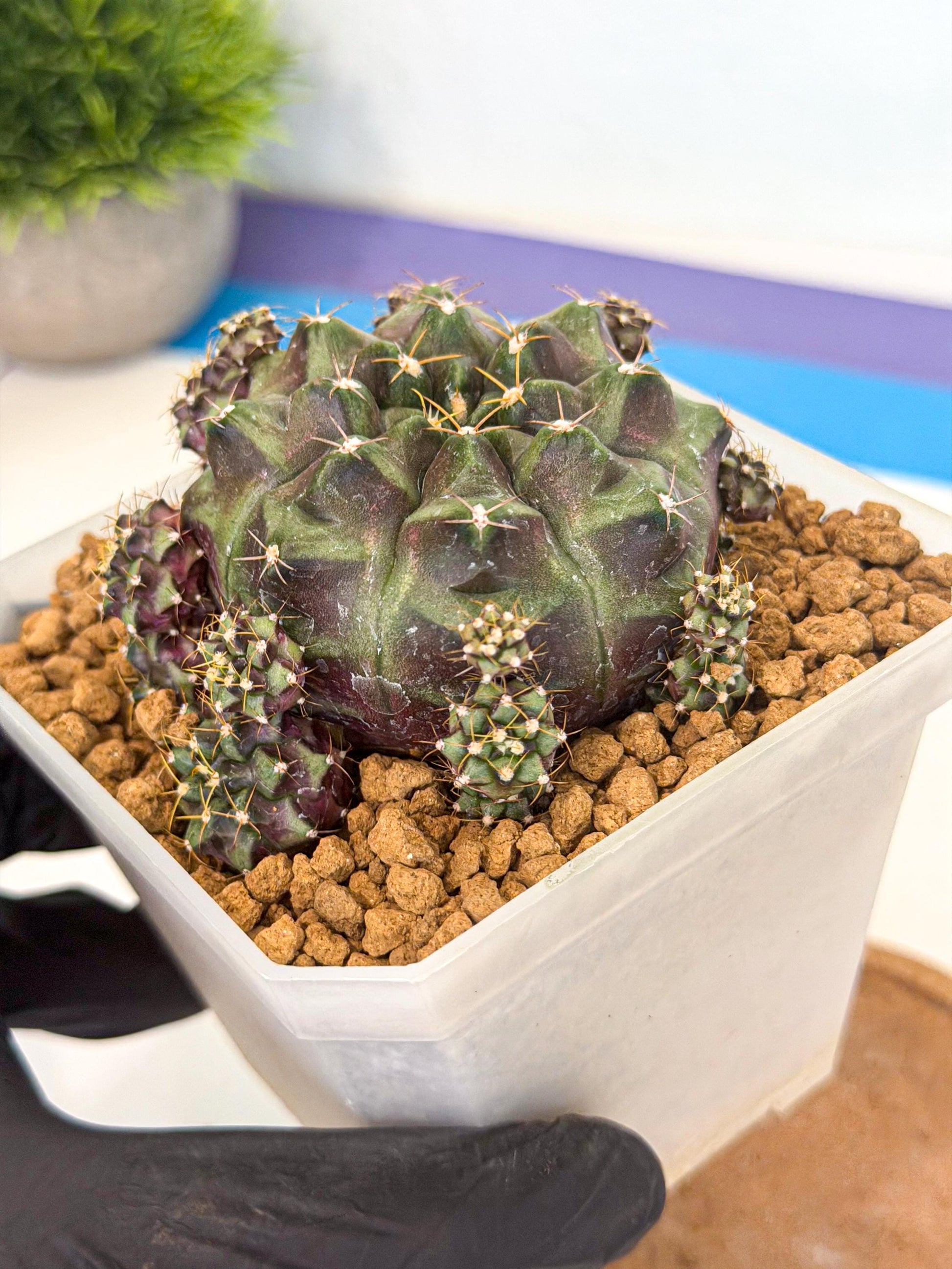 Gymnocalycium Mochi (#2) | Variegated cactus