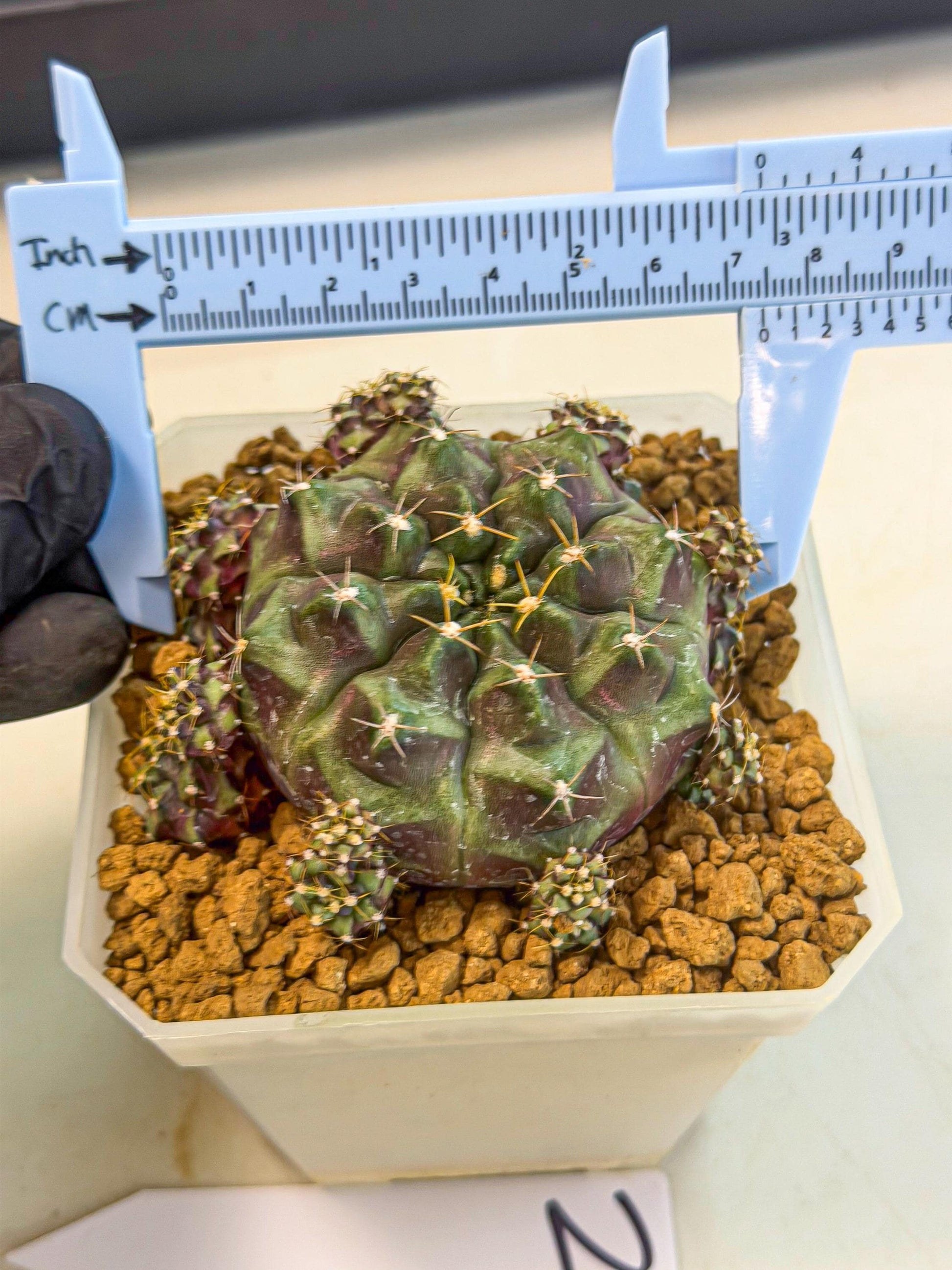 Gymnocalycium Mochi (#2) | Variegated cactus