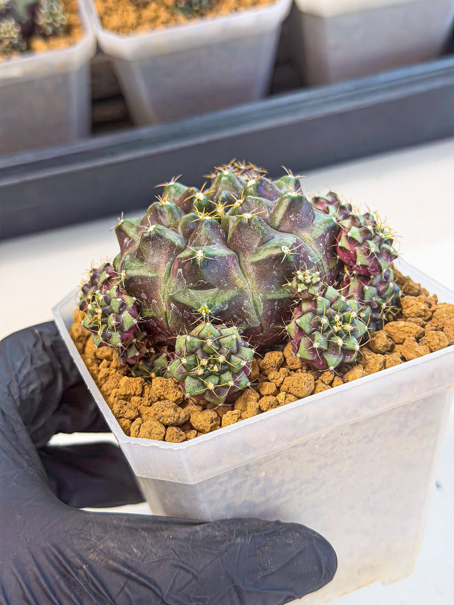 Gymnocalycium Mochi (#3) | Variegated cactus