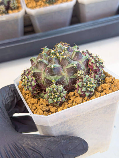 Gymnocalycium Mochi (#3) | Variegated cactus