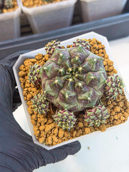 Gymnocalycium Mochi (#3) | Variegated cactus