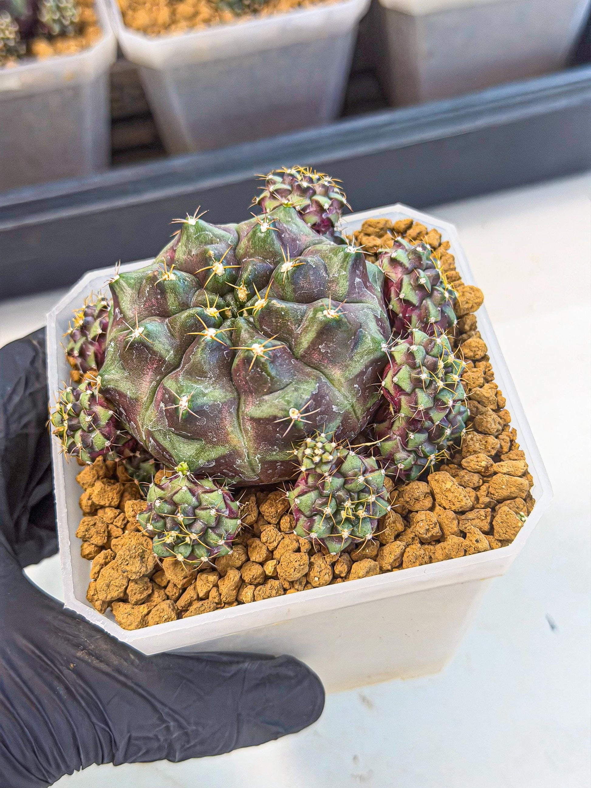 Gymnocalycium Mochi (#3) | Variegated cactus
