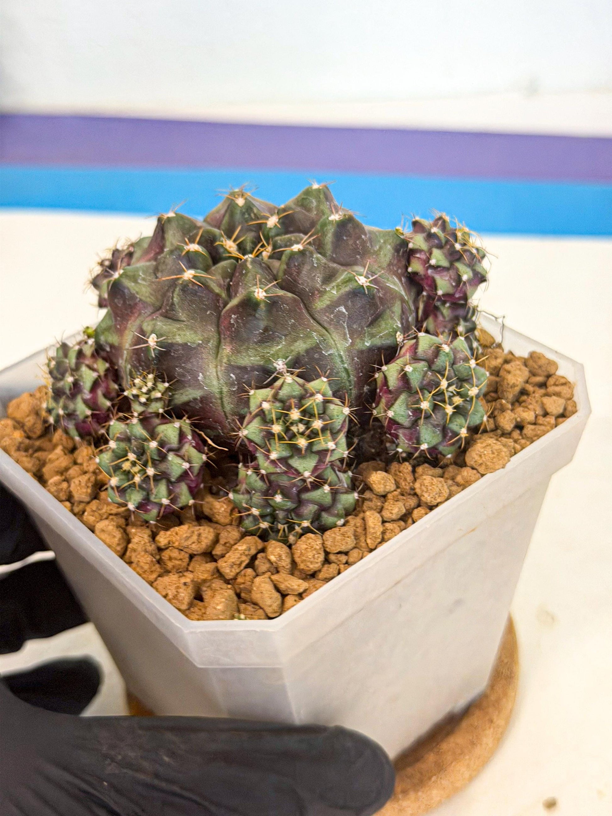 Gymnocalycium Mochi (#3) | Variegated cactus