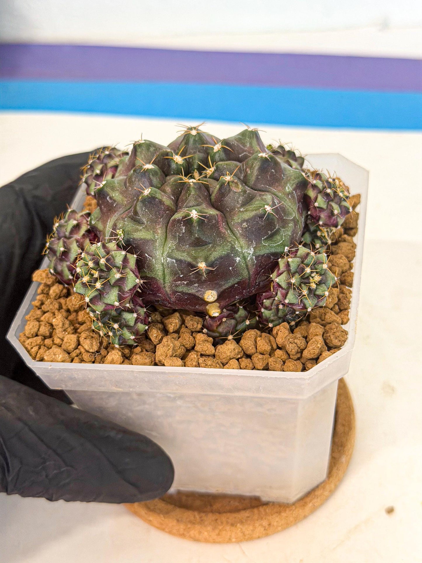 Gymnocalycium Mochi (#3) | Variegated cactus