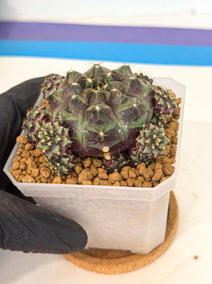 Gymnocalycium Mochi (#3) | Variegated cactus