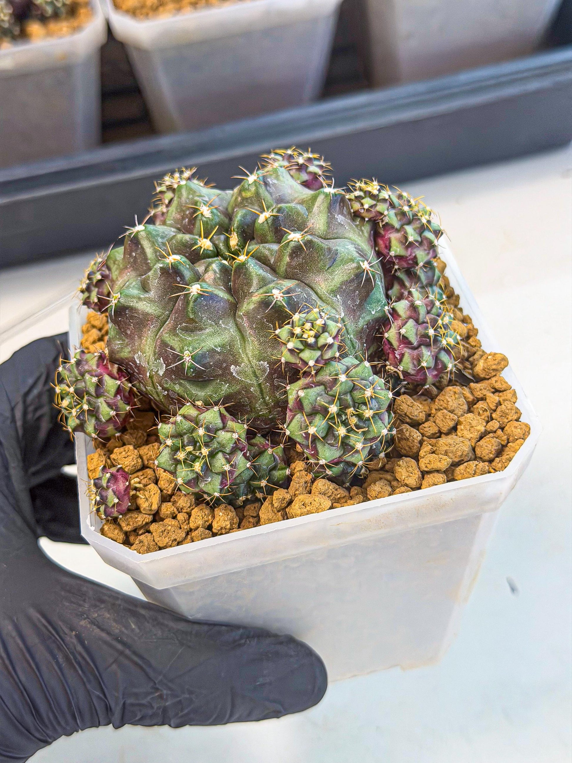 Gymnocalycium Mochi (#4) | Variegated cactus