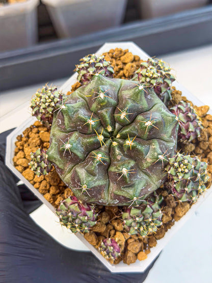 Gymnocalycium Mochi (#4) | Variegated cactus