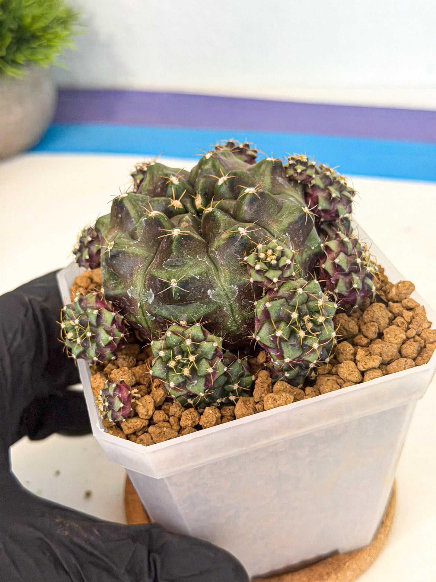 Gymnocalycium Mochi (#4) | Variegated cactus