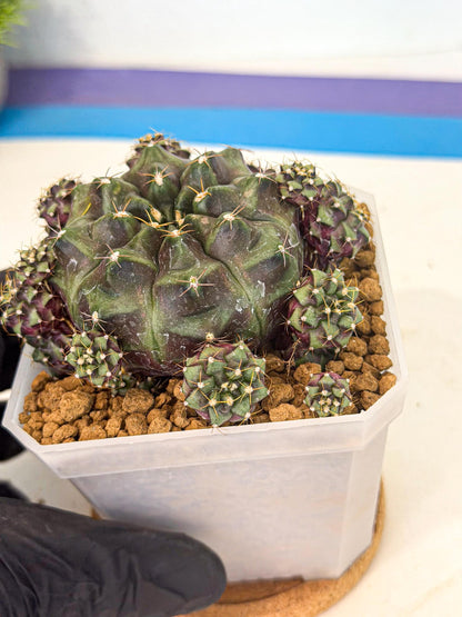 Gymnocalycium Mochi (#4) | Variegated cactus