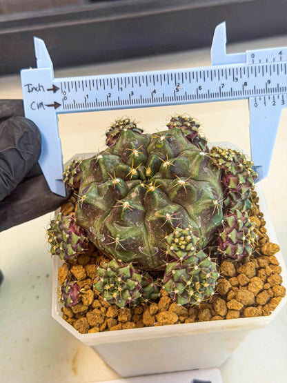 Gymnocalycium Mochi (#4) | Variegated cactus