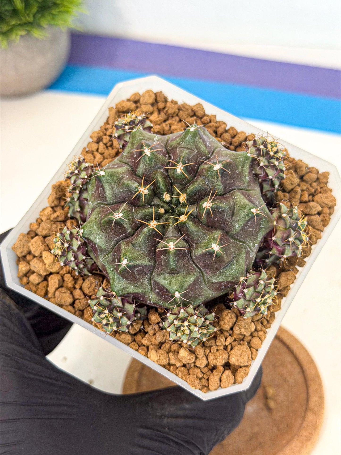 Gymnocalycium Mochi (#5) | Variegated cactus