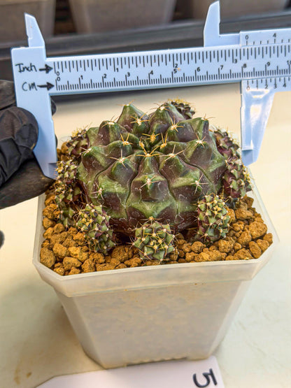Gymnocalycium Mochi (#5) | Variegated cactus