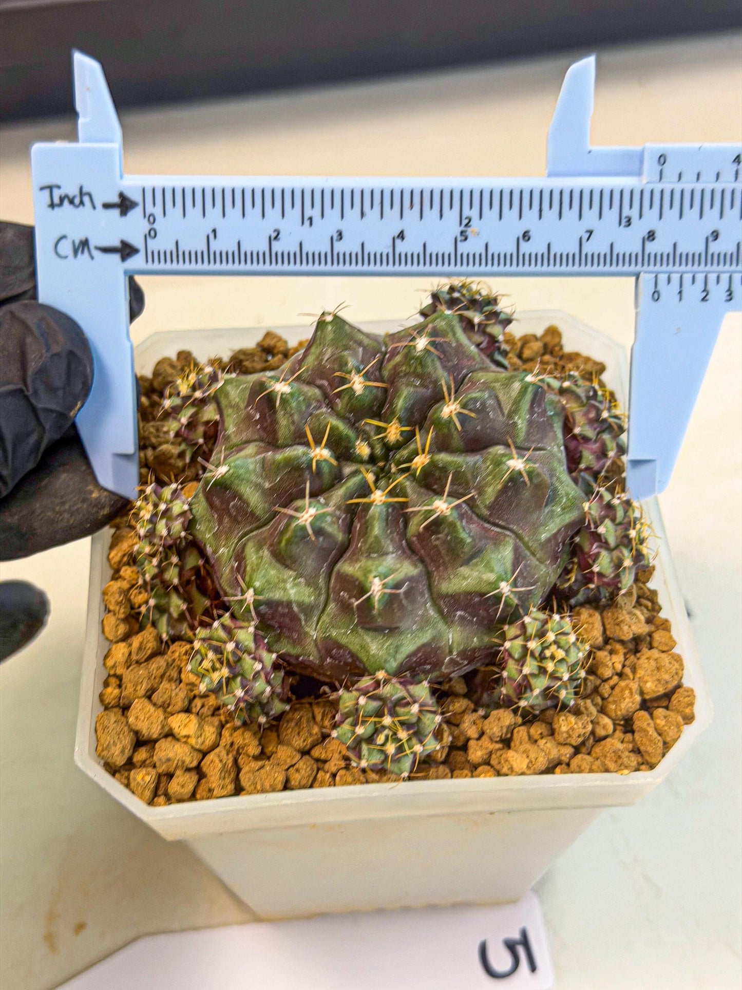 Gymnocalycium Mochi (#5) | Variegated cactus