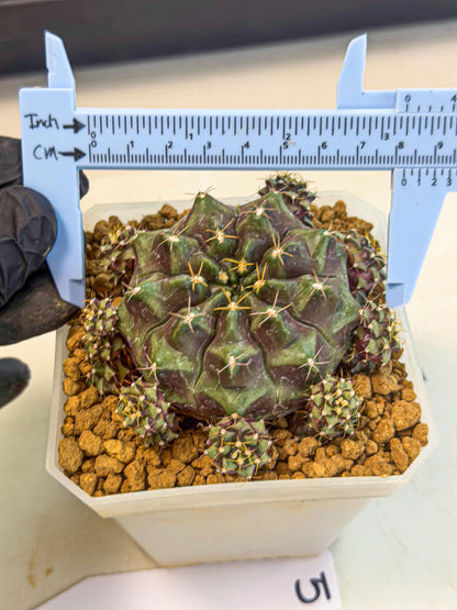 Gymnocalycium Mochi (#5) | Variegated cactus