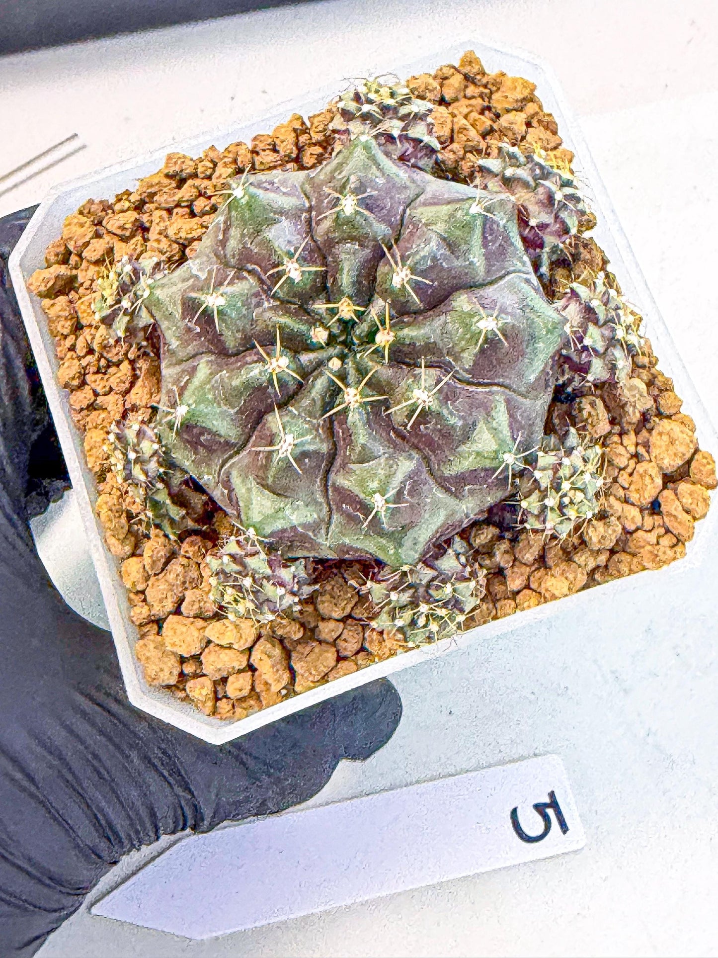 Gymnocalycium Mochi (#5) | Variegated cactus