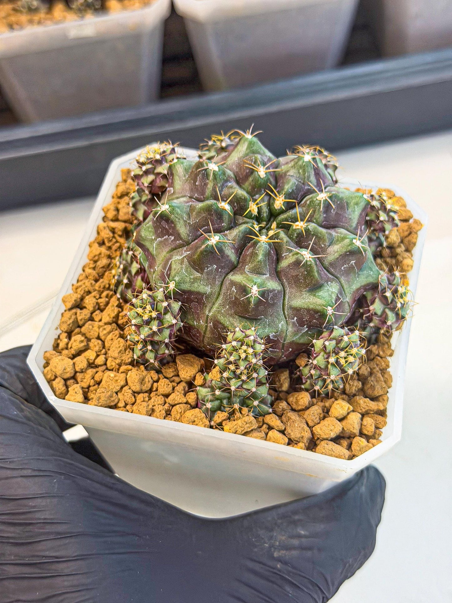 Gymnocalycium Mochi (#5) | Variegated cactus