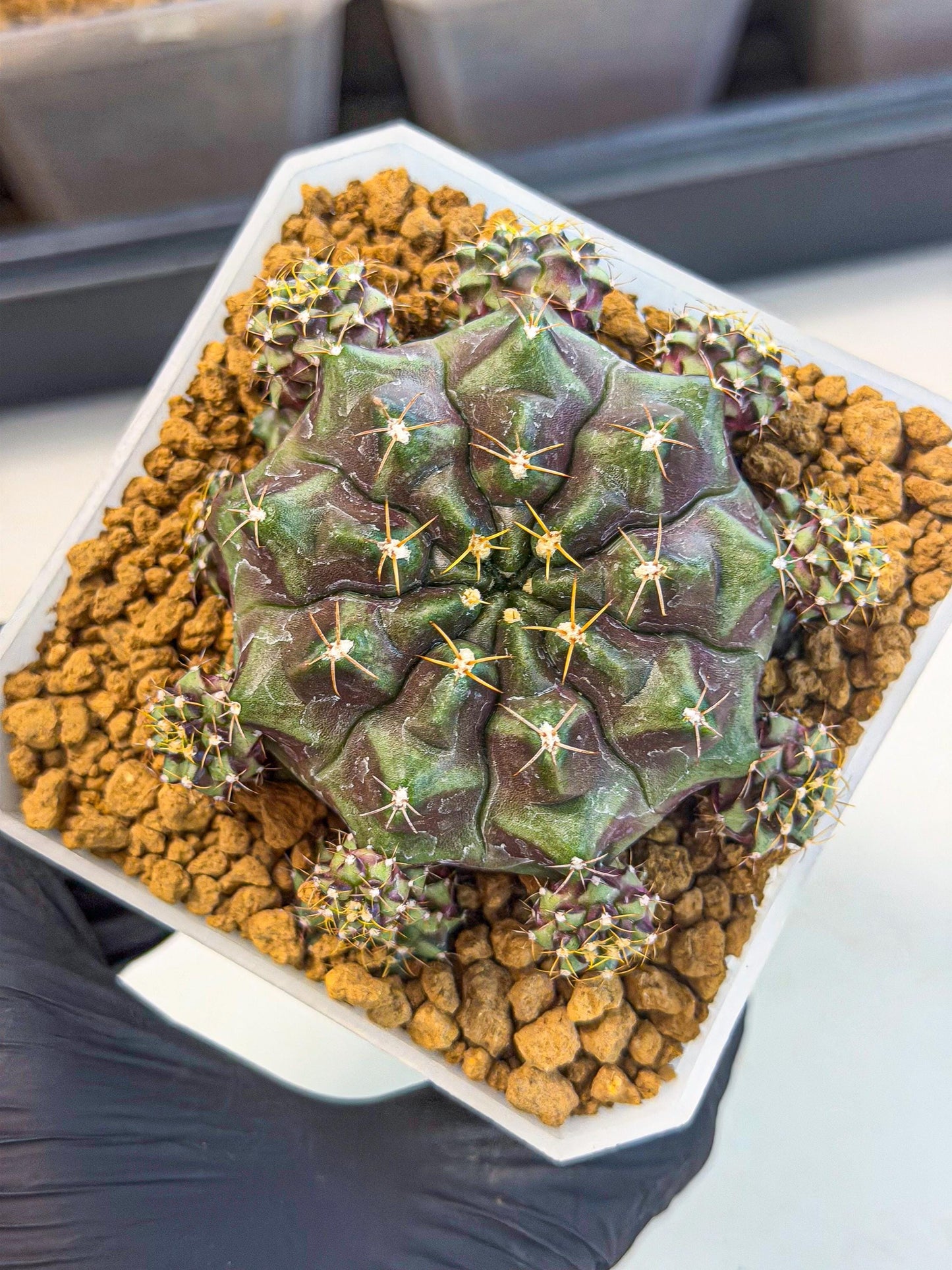 Gymnocalycium Mochi (#5) | Variegated cactus