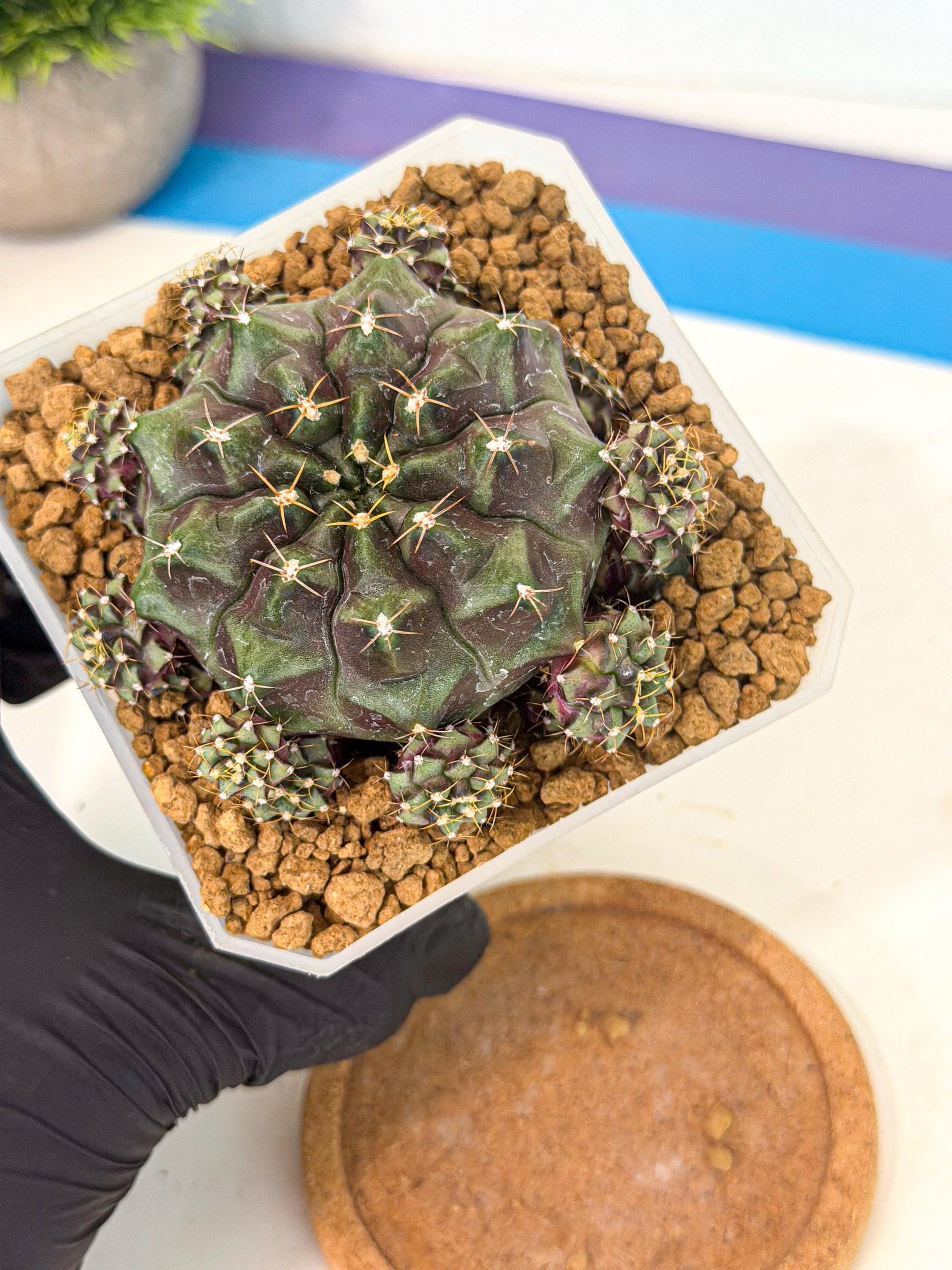 Gymnocalycium Mochi (#5) | Variegated cactus