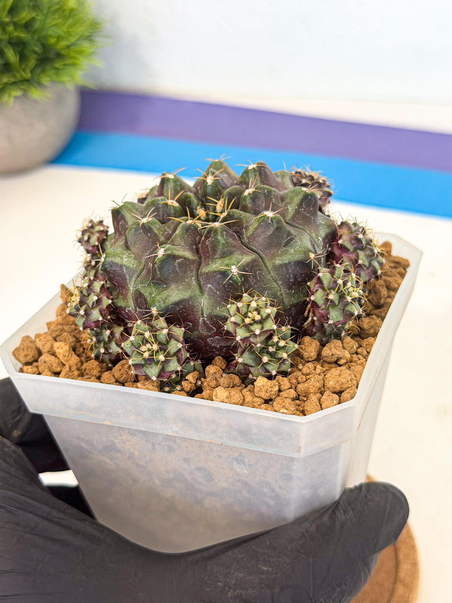 Gymnocalycium Mochi (#5) | Variegated cactus