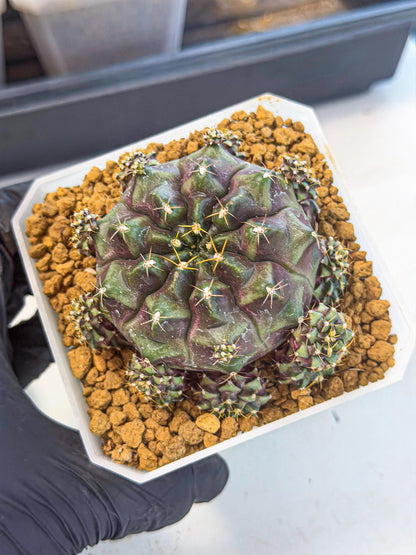 Gymnocalycium Mochi (#6) | Variegated cactus
