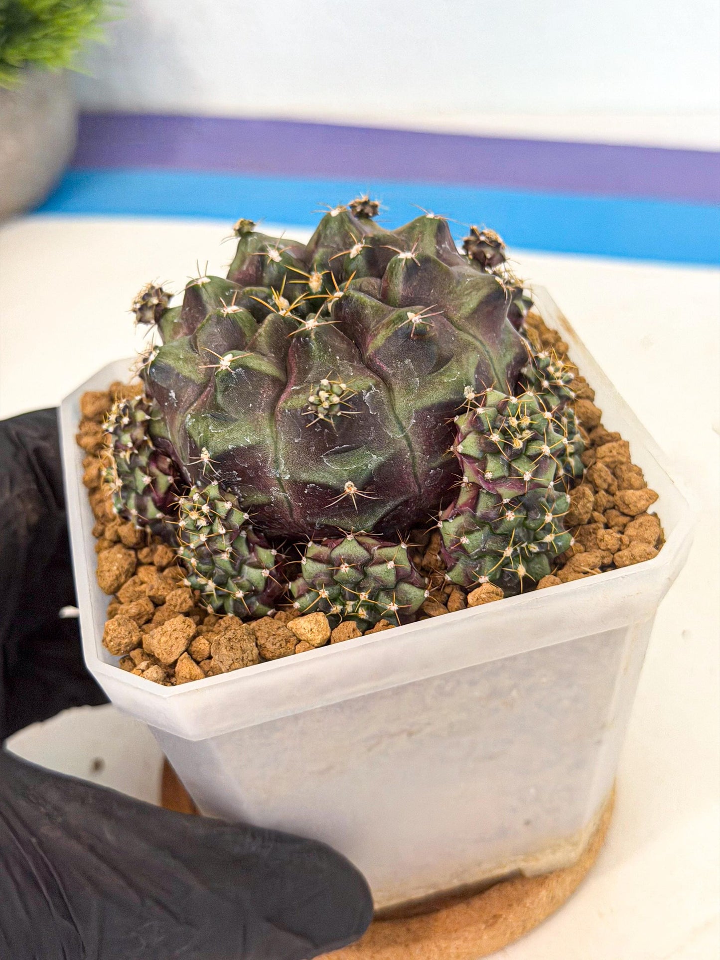 Gymnocalycium Mochi (#6) | Variegated cactus