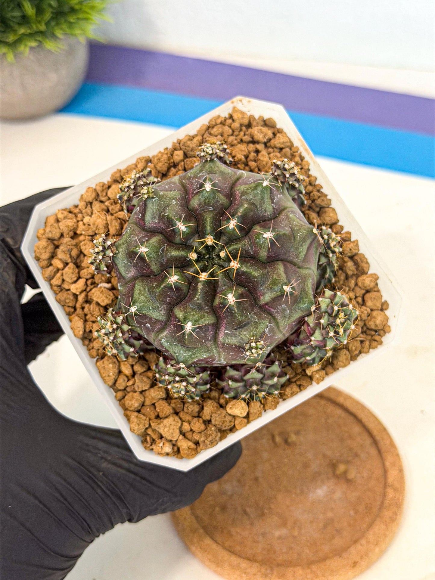 Gymnocalycium Mochi (#6) | Variegated cactus