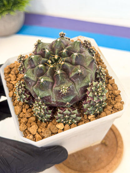 Gymnocalycium Mochi (#6) | Variegated cactus