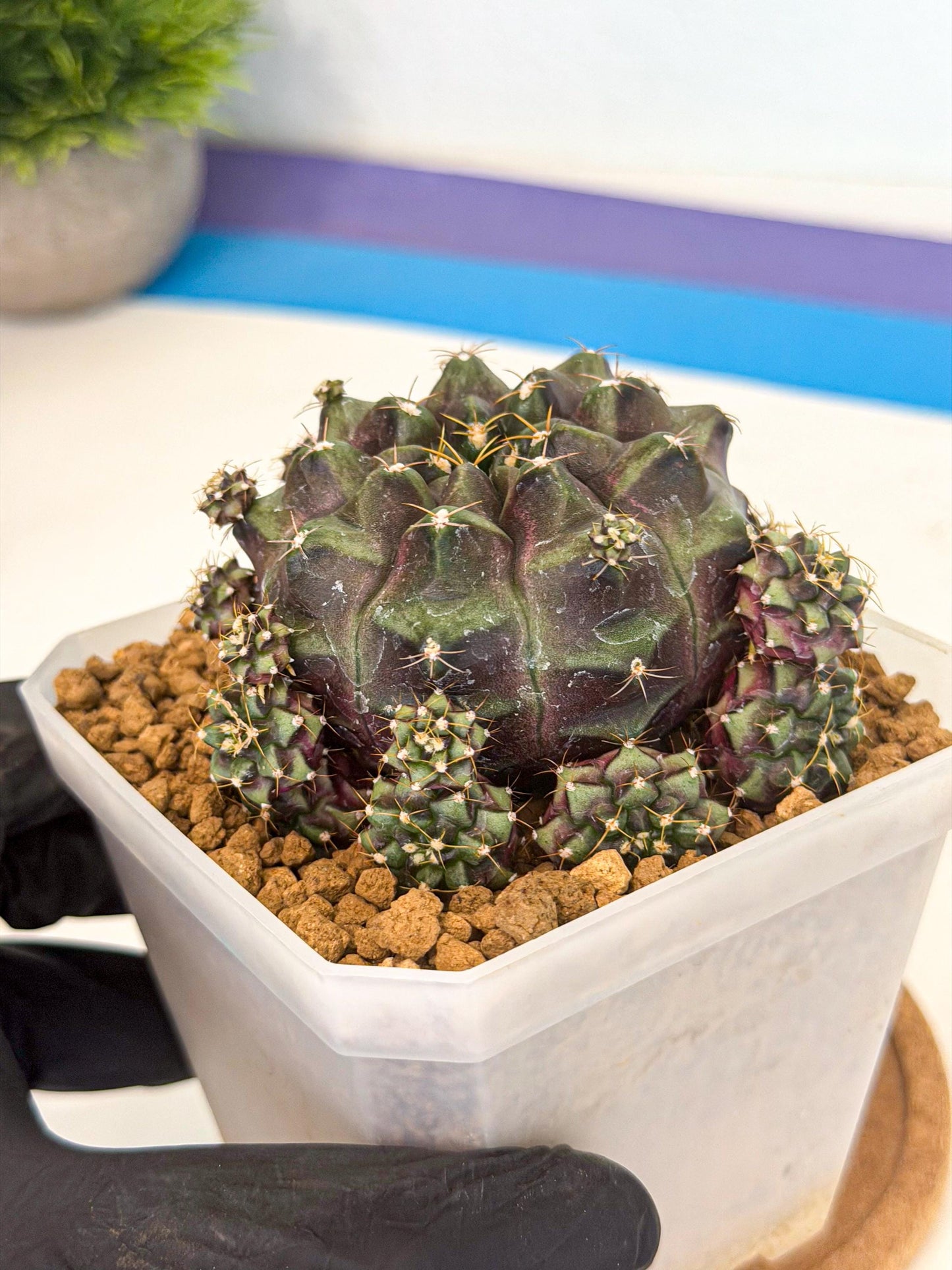 Gymnocalycium Mochi (#6) | Variegated cactus