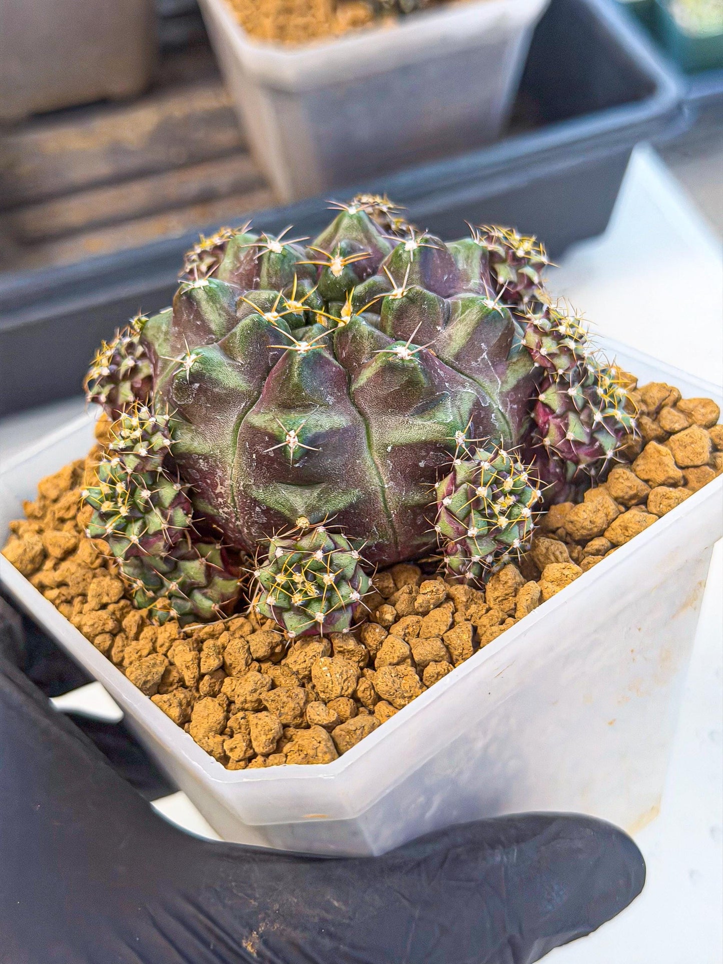 Gymnocalycium Mochi (#7) | Variegated cactus